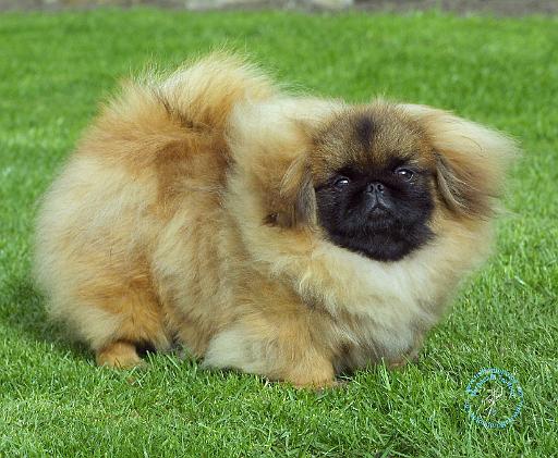 Pekingese 9W045D-034.jpg